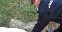 Stire din Eveniment : "Descinderi" pentru capturarea "monstrului din adâncuri"