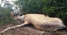 Stire din Actualitate : Descoperire terifiantă, în jungla amazoniană. Balenă uriașă moartă