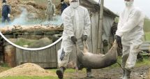 Stire din Economie : Despăgubiri pentru pagubele produse de pesta porcină africană