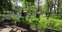 Stire din Politică-Administrație : Anunţ important de la Primăria Medgidia. Apicultorii, avertizaţi să ia măsuri