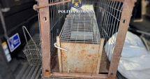 Stire din Eveniment : Amenzi usturătoare pentru trei bărbaţi suspectaţi că au capturat ilegal dihori. Iată pentru ce îi foloseau