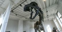 Stire din Eveniment : S-a vândut cel mai mare schelet de dinozaur din lume! Iată cât valorează fosila