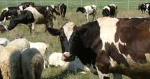 Stire din Economie : Dispar cotele de lapte, la 31 martie 2015