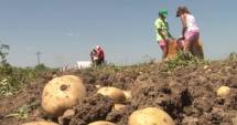Stire din Economie : Ce categorie de fermieri va primi subvenții pe viitor
