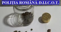 Stire din Eveniment : VIDEO: Percheziții la o grupare specializată în trafic de droguri.