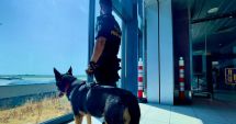Stire din Eveniment : Peste 4.000 de pachete de ţigări de contrabandă, descoperite pe Aeroportul Otopeni cu ajutorul câinelui Ebasa