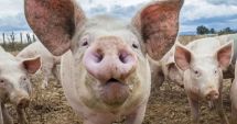 Stire din Economie : Efectivele de porci sunt în scădere