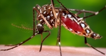Stire din Actualitate : Virusul Zika ia amploare! Încă 26 de cazuri de transmitere