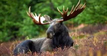 Stire din Social : România reintroduce elanii în natură. Patru exemplare au ajuns în premieră în Parcul Natural Vânători Neamț