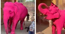 Stire din Actualitate : Fotografie virală, consecințe neașteptate. Scandal după moartea unui elefant vopsit roz