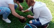 Stire din Social : Elevii din județul Constanța, cei mai buni din țară la amenajarea de spații verzi