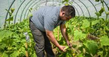 Stire din Social : Piața muncii în străinătate. Se caută lucrători în sere