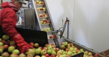 Spaniolii caută muncitori pentru ambalat fructe și verdețuri
