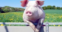 Stire din Social : Muncitorii în fermele de porci, la mare căutare în Spania