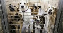 Stire din Social : Eutanasierea câinilor sănătoși va fi interzisă. Proiectul a fost adoptat tacit de Senat