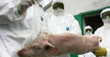 Stire din Economie : Experții europeni vor analiza cazuistica pestei porcine africane