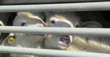 Stire din Actualitate : Nereguli grave la exportul de animale vii prin Portul Midia. ONG-urile cer schimbarea strategiei României