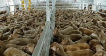 Ministrul Agriculturii nu este de acord cu interzicerea exportului de animale vii pentru România