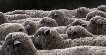 Stire din Economie : Exporturile de animale vii nu trebuie interzise
