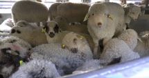 Stire din Economie : Exporturile de animale vii, profitabile şi în 2021