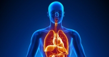 A fost descoperit un nou organ al corpului uman