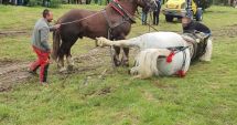 Stire din Eveniment : Dosar penal după moartea lui Falko. Calul a murit la câteva secunde după ce a câştigat un concurs