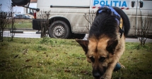 Stire din Eveniment : Fată de 14 ani, din Năvodari, căutată după ce a dispărut de acasă