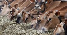 Stire din Economie : Mecanismul de urgenţă, activat în România din cauza febrei aftoase. Iată ce măsuri au fost adoptate