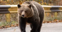 Stire din Eveniment : Tragedie cumplită. Femeie de 53 de ani ucisă de un urs în timp ce își hrănea animalele