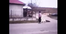 Stire din Eveniment : Cruzime fără margini. O femeie și-a omorât câinele din bătaie