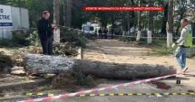Stire din Eveniment : O femeie a fost strivită de un copac în curtea instituției la care lucra