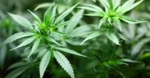 Stire din Actualitate : O femeie de 91 de ani din Germania a cultivat cannabis pe balcon fără să ştie