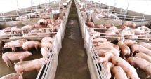 Stire din Social : Pesta porcină africană face ravagii în țară. Peste 10.000 de animale vor fi sacrificate