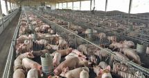 Stire din Social : Alertă de pestă porcină africană în județul Constanța. Aproximativ 49.000 de porci vor fi uciși