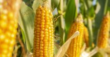 Stire din Economie : Fermierii vor putea folosi și în toamnă un insecticid pentru tratarea semințelor de cereale
