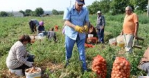Stire din Economie : Agricultorii vor accesa mai simplu fondurile europene