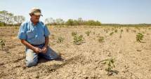Stire din Economie : Fermierii afectați de secetă vor plăti impozite mai mici