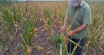 Stire din Economie : Fermierii ar putea primi banii pentru despăgubirile de secetă