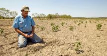 Stire din Economie : Fermierii din Dobrogea, în situaţie critică din cauza secetei