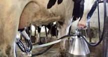 Stire din Economie : Fermierii au livrat mai puțin lapte