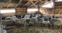 Stire din Economie : Fermierii care au solicitat Sprijinul Cuplat Zootehnic vor încasa o primă tranşă de bani