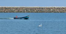 Imagini spectaculoase de la Constanța. Un flamingo a fost surprins în Marea Neagră