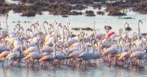 Techirghiol, casă pentru păsările flamingo