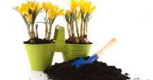 Stire din Diverse : Nu ai spațiu în casă? Iată ce plante înfloresc și într-un ghiveci foarte mic