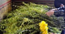 Stire din Social : Zi de mare sărbătoare! Creștinii ortodocși sărbătoresc Floriile