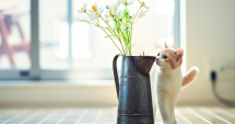 Stire din Diverse : Trucuri pentru a păstra mai mult timp florile în vază