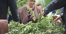 Stire din Cultură-Educație : Sărbătoarea Intrării Domnului în Ierusalim. Tradiții și obiceiuri în Duminica Floriilor