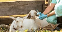 Stire din Economie : Numărul oilor și caprelor afectate de pestă crește pe zi ce trece. Focarele în România au ajuns la 37