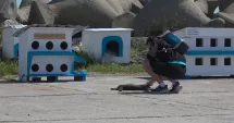 Stire din Social : „Digul cu feline”. Pisicile nimănui, între grija voluntarilor și cruzimea oamenilor