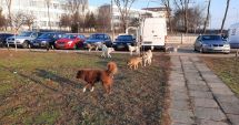 Stire din Social : Se îngroașă „gluma”! De ce nu scapă Constanța de sub teroarea maidanezilor